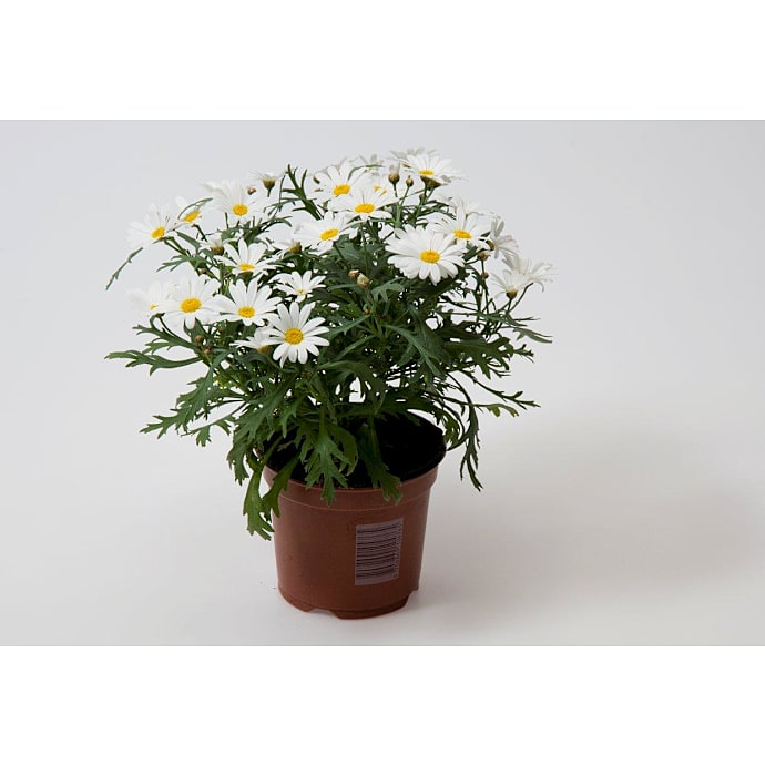 Marguerit Leucanthemum