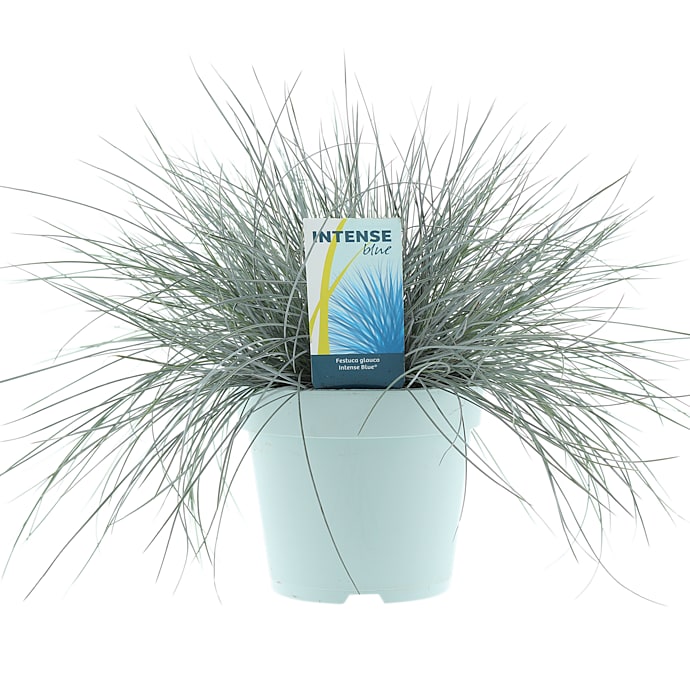 Blå bjørnegræs Festuca glauca 17 cm potte