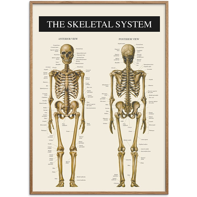 Citatplakat Skelettet 2