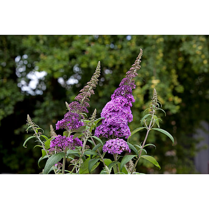 Sommerfuglebusk Buddleja davidii 19 cm Potte