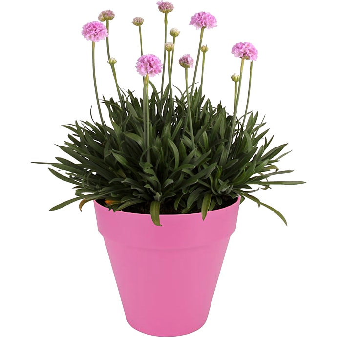 Stauder pink