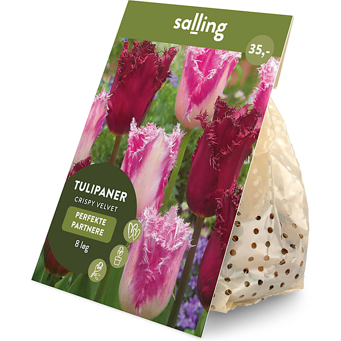 Salling blomsterløg Tulipaner Crispy Velvet 8 løg