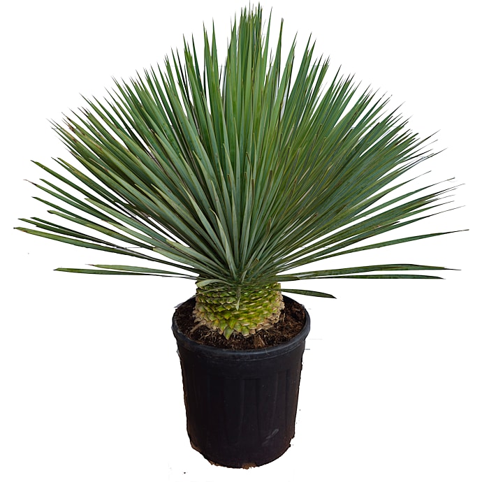 Yucca palme