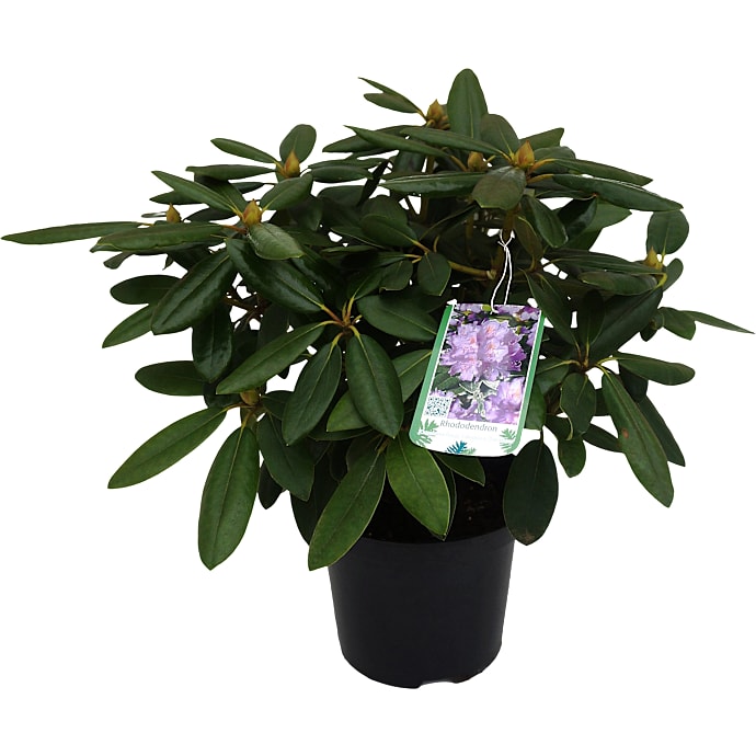 Rhododendron mix 21 cm potte
