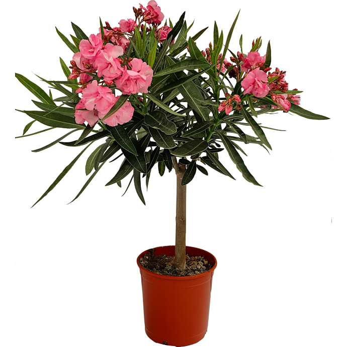 Nerie, Nerium Oleander, 17 cm potte