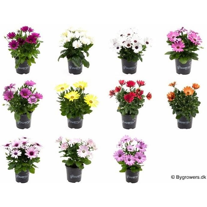 Spansk Marguerit