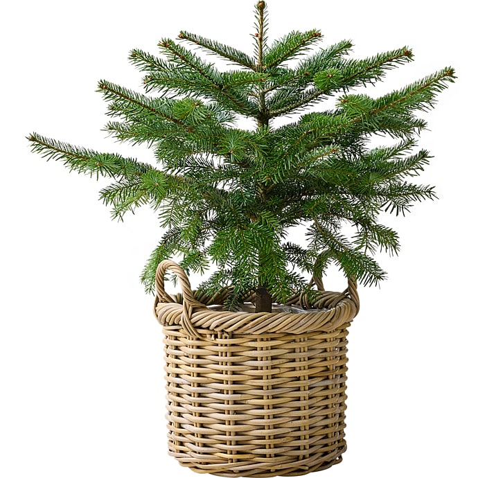 Nordmannstræ Abies nordmanniana