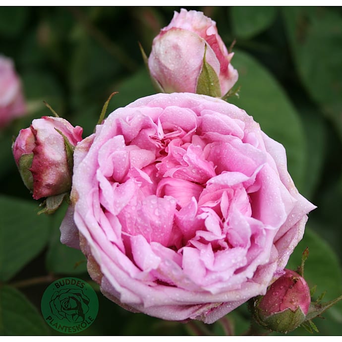 Historisk rose 19 cm potte