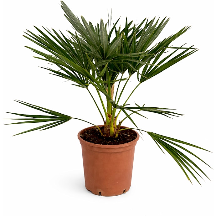 Dværgpalme Chamaerops humilis