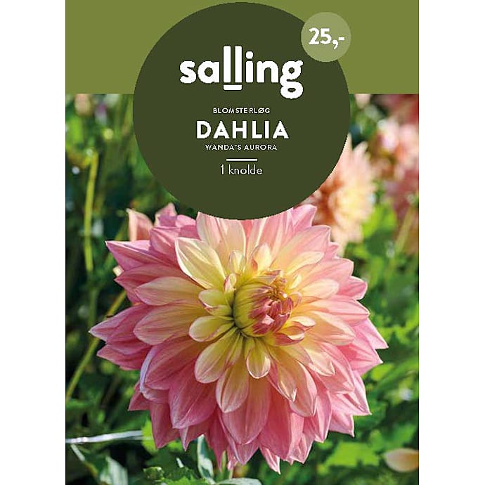 Salling Dahlia blomsterløg Wanda's Aurora