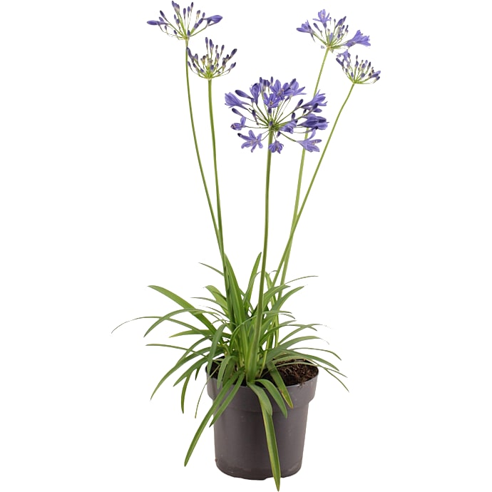 Skærmlilje Agapanthus