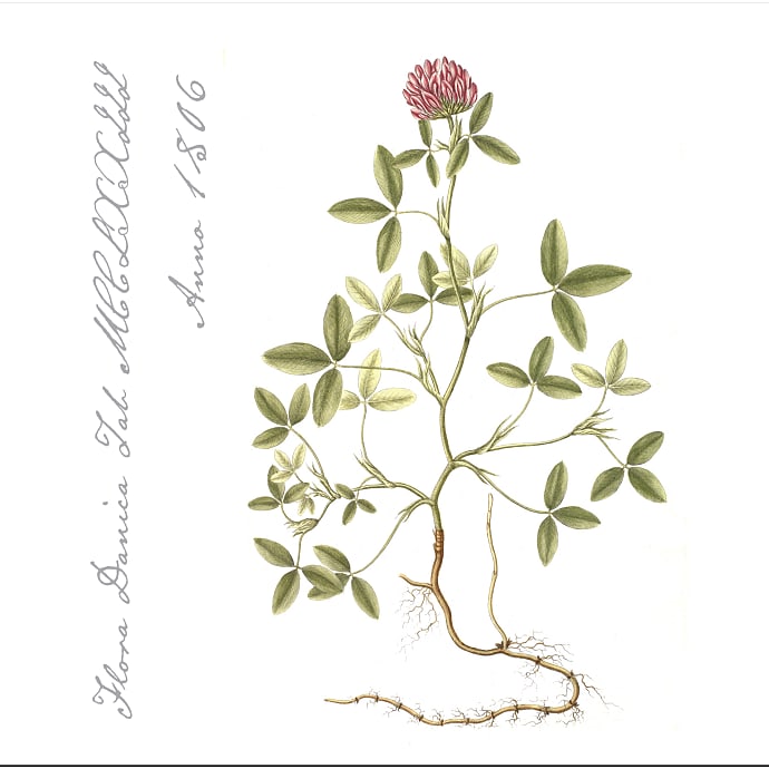 Flora Danica mønstrede servietter 33x33 cm