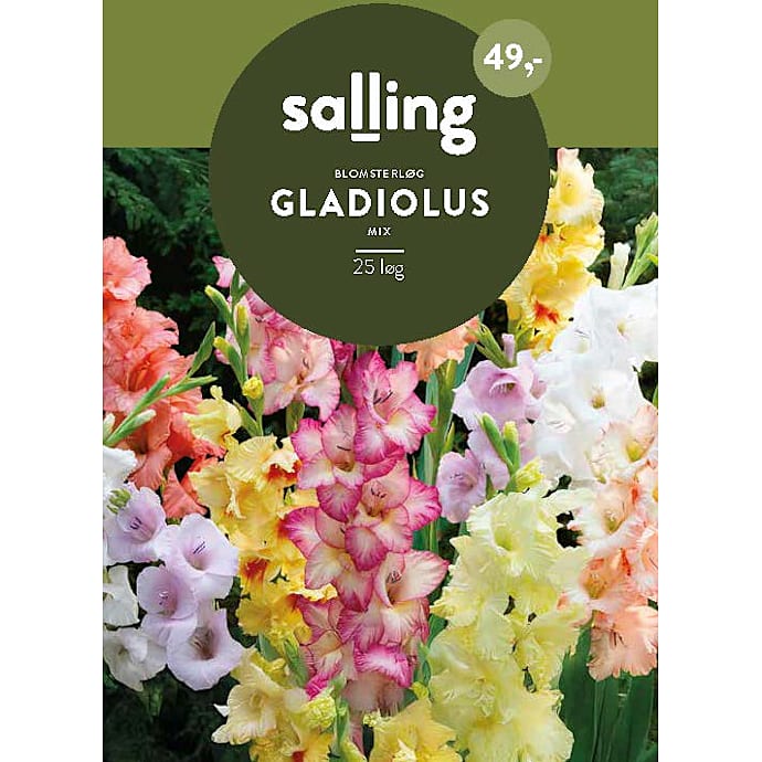 Salling Blomsterløg Gladiolus Mix