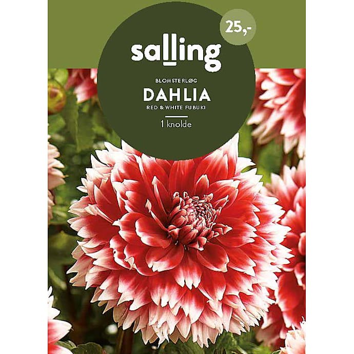 Salling Dahlia blomsterløg Red & White Fubuki