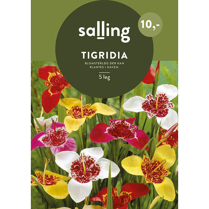 Salling Blomsterløg Tigridia