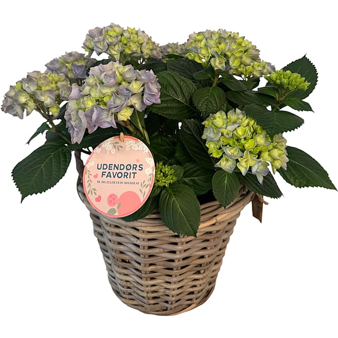Hortensia i kurv - blå