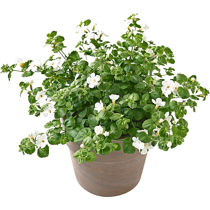 Bacopa