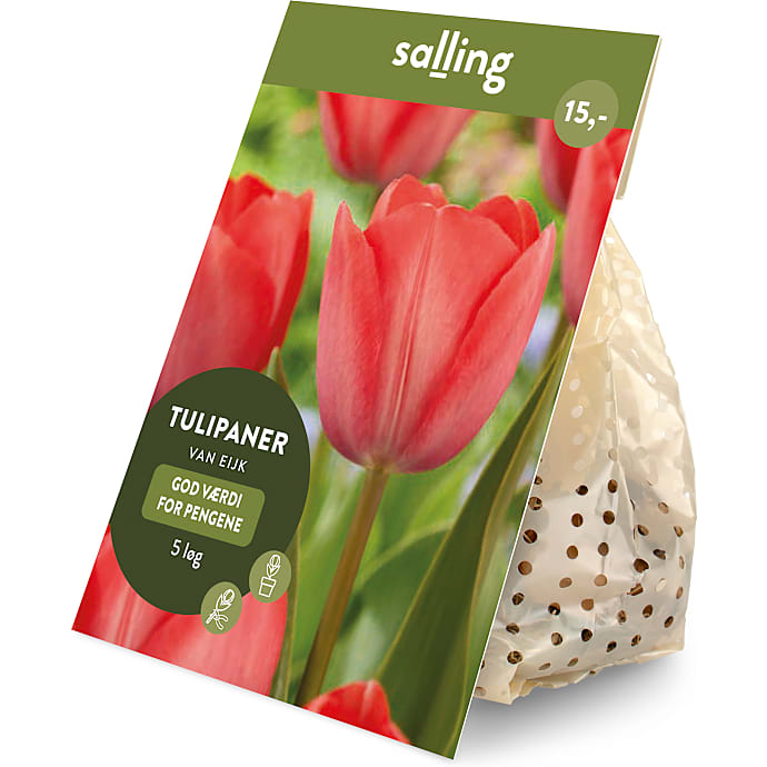 Salling blomsterløg Tulipaner Van Eijk 5 løg