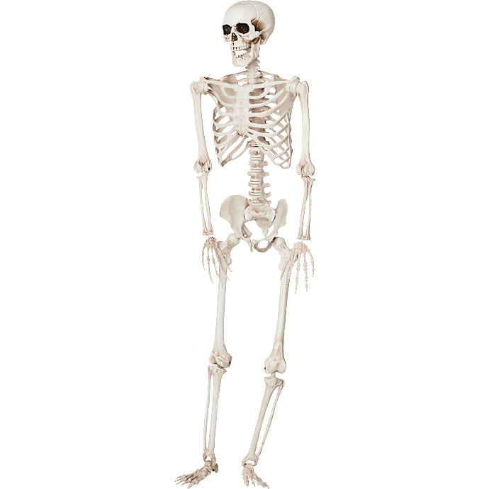 Halloween skelet 150 cm - Hvid