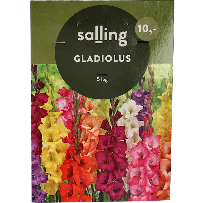 Salling Blomsterløg Gladiolus
