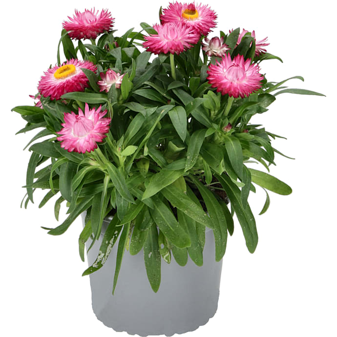Evighedsblomst, Xerochrysum, 13 cm potte