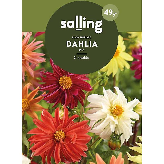 Salling Dahlia blomsterløg