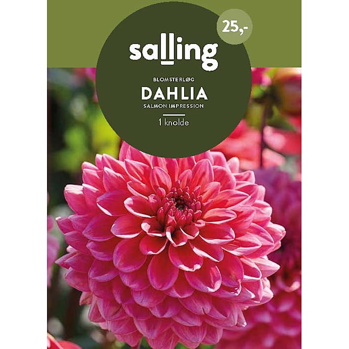Salling Dahlia blomsterløg Salmon Impression