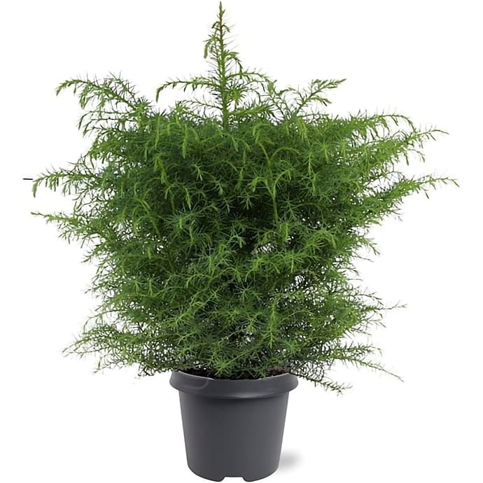 Kryptomeria Cryptomeria Japonica - 23 cm potte