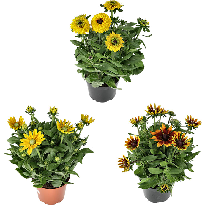 Sunbeckia, 23 cm potte