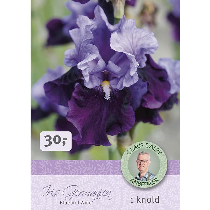 Claus Dalby Iris Germanica Bluebird Wine