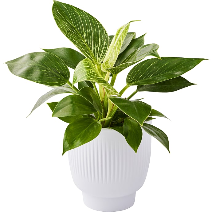 Philodendron White measure