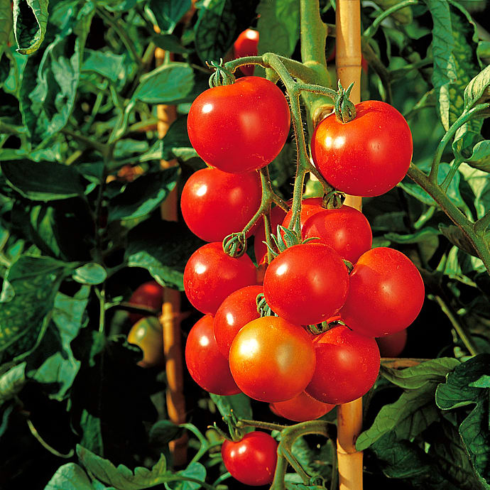 Økologisk Tomatplante