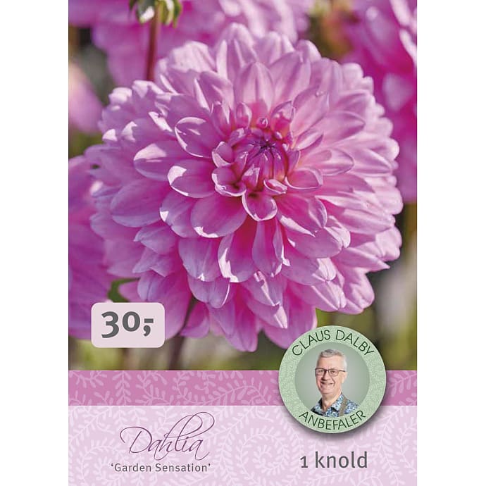 Claus Dalby Dahlia Garden Sensation
