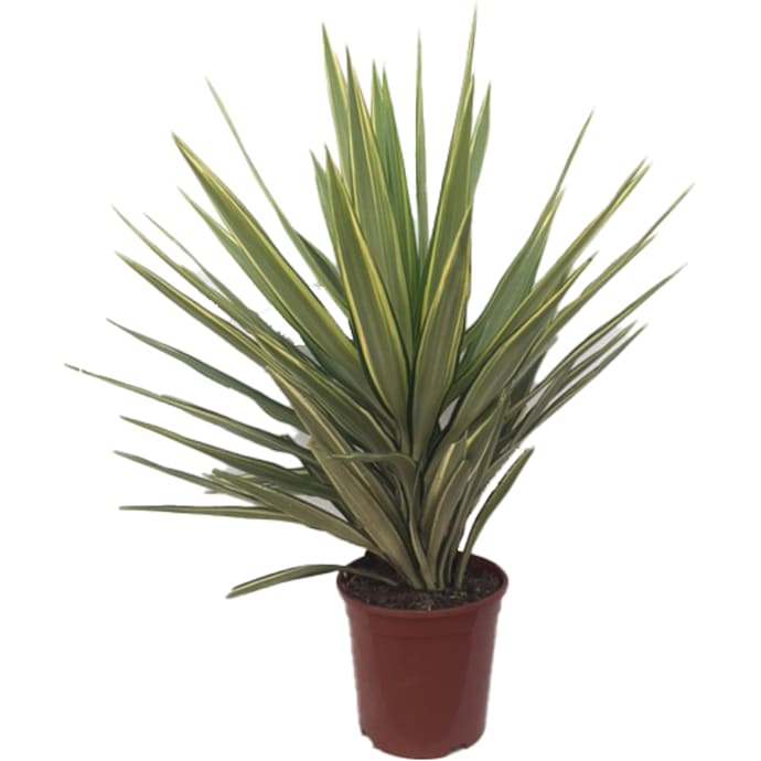 Yucca Jewel 14 cm Potte