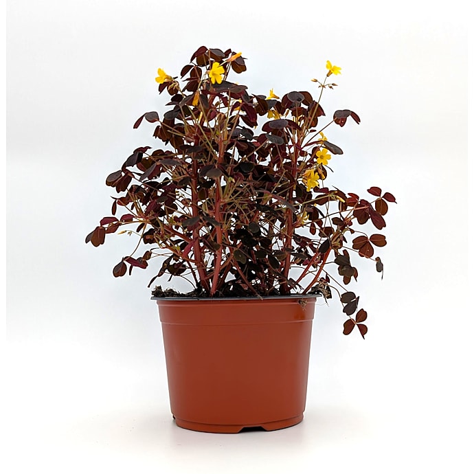 Øko Vulkansk Surkløver Øko