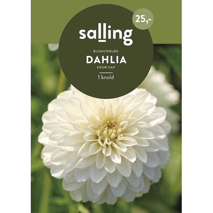 Salling Blomsterløg Dahlia Snow Cap