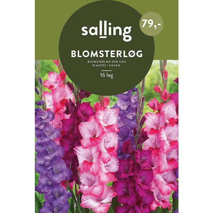 Salling Blomsterløg Gladiolus
