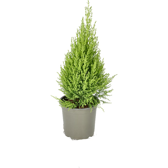 Citroncypres, Cupressus 'Goldcrest Wilma', 13 cm potte