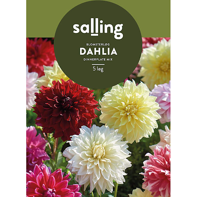 Salling Dahlia blomsterløg Dinnerplate mix
