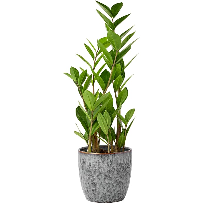 Salling Zamioculcas