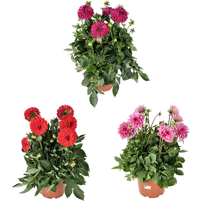 Dahlia, 23 cm potte