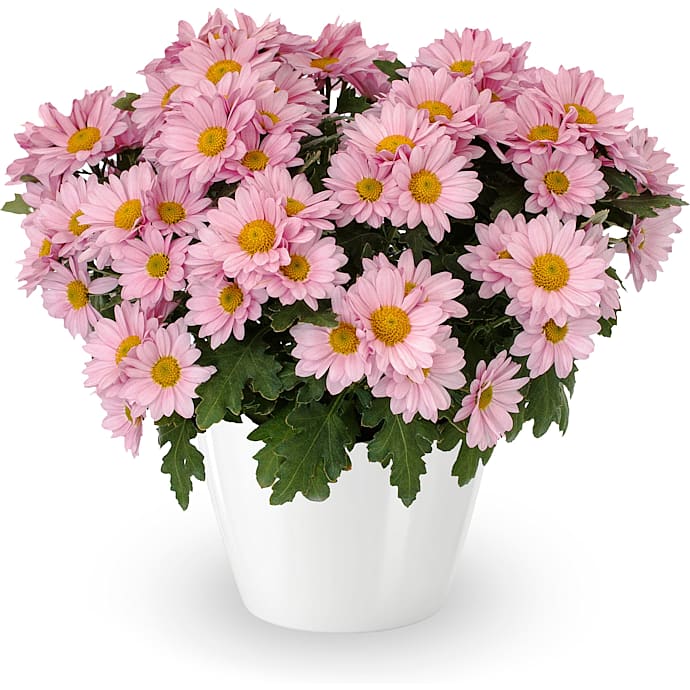 Chrysanthemum Indicum
