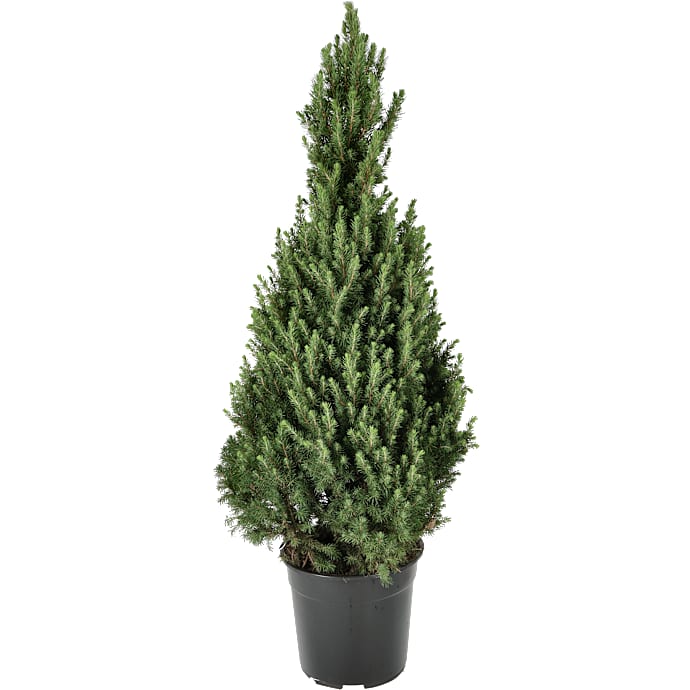 Sukkertopgran, Picea glauca Conica, 27 cm potte