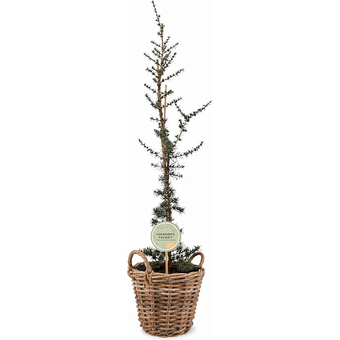Cedertræ Cedrus Libani Glauca i Kurv