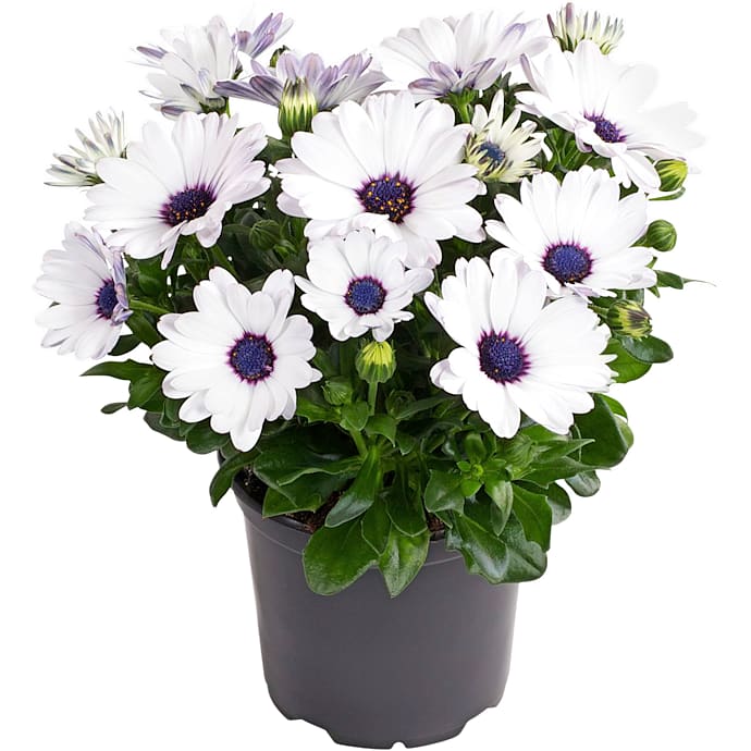 Osteospermum eckloni 10,5 cm Potte