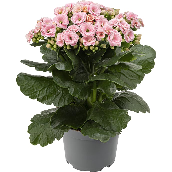 Kalanchoe rosa