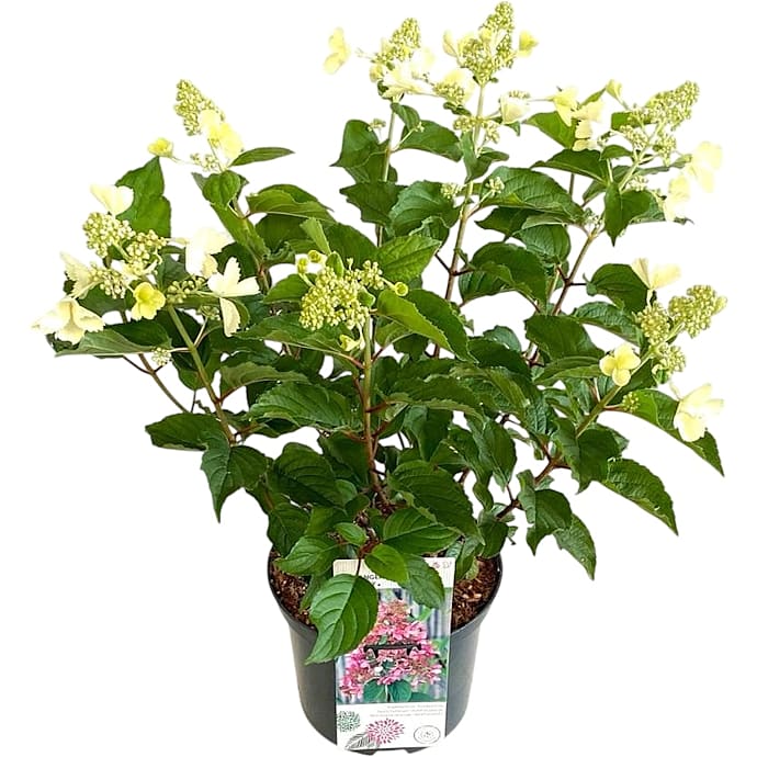 Hortensia Paniculata