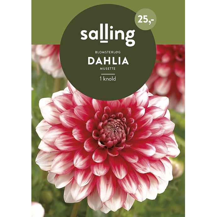 Salling Blomsterløg Dahlia Musette
