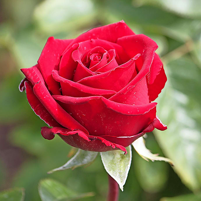 Storblomstrende rose 19 cm potte