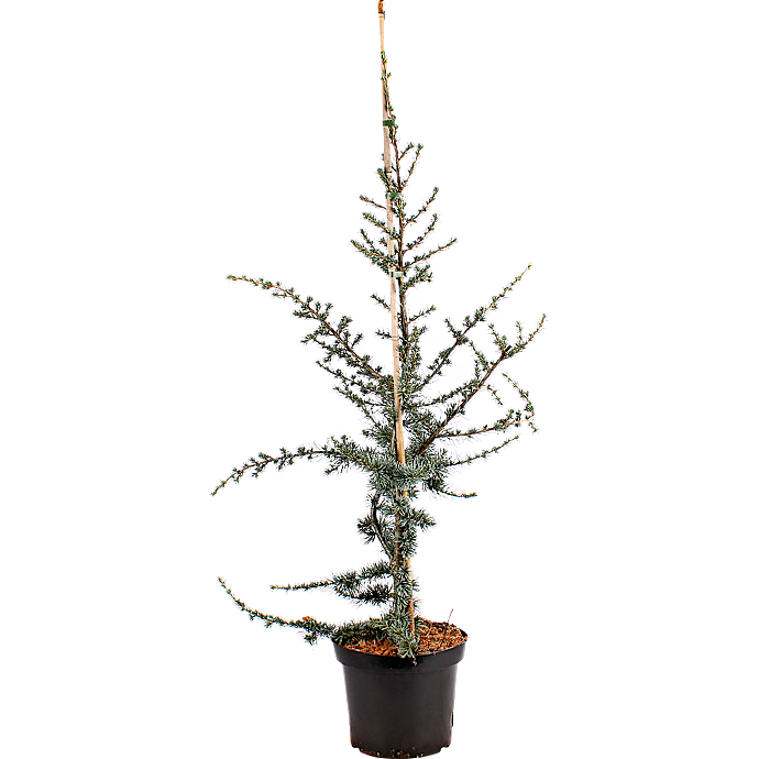 Cedertræ, Cedrus Libani Glauca, 32 cm potte